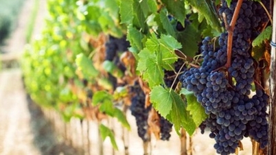 Discover the flavors of France through the Tastin'France 2025 Program in Hanoi and Ho Chi Minh City