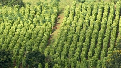 Giá tiêu hôm nay 29/3/2025: Giá tiêu Indonesia tăng nhẹ