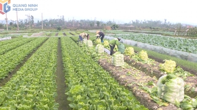 Ville de Quang Yen : Extension des surfaces consacrées à la culture des fruits et légumes.