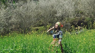 Entdecken Sie das Paradies der schneeweißen Blumen, das auf den ersten Blick in Lao Cai fasziniert