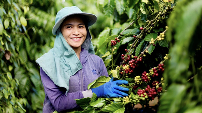 Coffee, wood, and seafood exports increase sharply, agricultural sector aims for 70 billion USD target