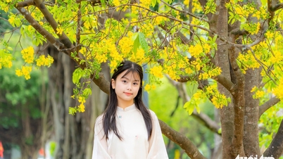 ดอกแอปริคอตสีเหลืองบานช้าในเมืองหลวงเก่าเว้
