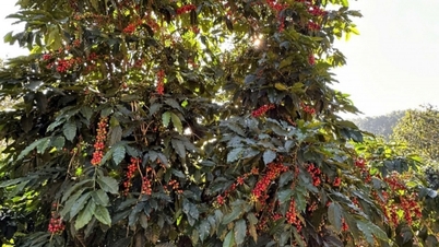 Coffee price forecast for tomorrow, March 4, 2025, will increase again