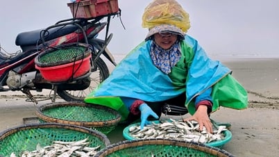 Gỡ cá trích mỏi tay, ngư dân Thanh Hóa thu tiền triệu mỗi ngày