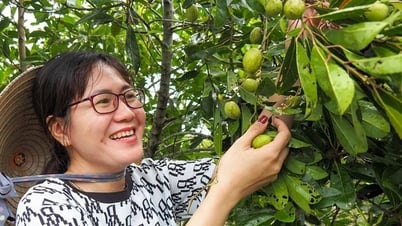 Die thailändische Sternfrucht ist eine Spezialität der Ca Mau, einer Wildpflanze, deren wilde Früchte unerwarteterweise einen köstlichen Snack ergeben.