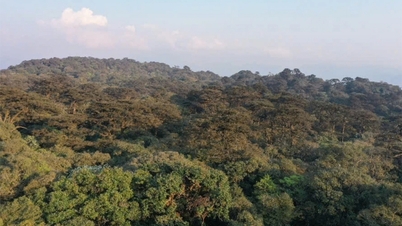 Preservación de árboles patrimoniales en el distrito montañoso de Mu Cang Chai (Yen Bai)