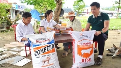 Bringing 'super pigs' up the mountain, a dealer in Quang Nam helps people escape poverty