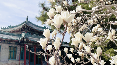 Die 6 besten Orte in Peking, um atemberaubende Magnolienblüten zu sehen