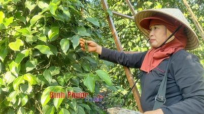 តម្លៃ​ឡើង​ថ្លៃ ប៉ុន្តែ​អ្នក​ដាំ​ម្រេច​មិន​សប្បាយ​ចិត្ត