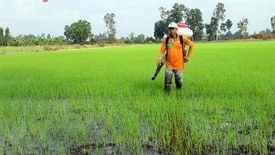 ជំរុញផលិតកម្មស្រូវរដូវក្តៅ-សរទរដូវ
