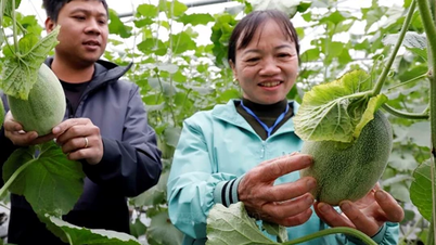 Taking advantage of advantages, attracting many large investors into high-tech agriculture