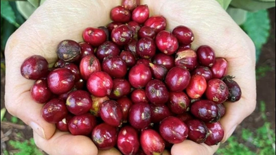 Agricultural product prices on March 6, 2025: Coffee and pepper prices increase sharply