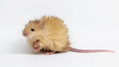 Die pelzige Maus präsentiert die Welt