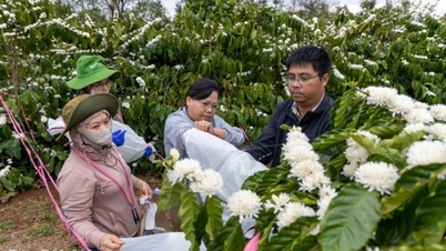 A Dak Lak kávétermesztési és -feldolgozási tudás nemzeti örökség.
