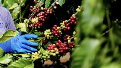 Giá cà phê Arabica đang tăng, cà phê trong nước cao nhất 135.200 đồng/kg