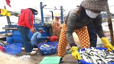 Quang Nam fishermen earn millions of dong every day from catching herring.