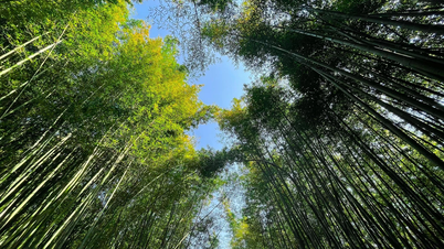Fascinated by the picturesque bamboo forest in Mu Cang Chai