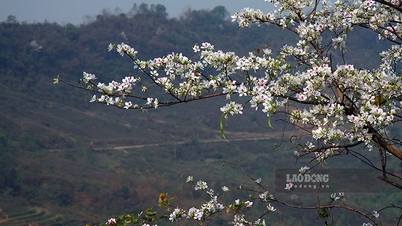 មហោស្រពផ្កា Dien Bien Ban ឆ្នាំ 2025 ជិតនឹងបើកជាផ្លូវការហើយ។