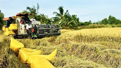 ป้องกันราคาข้าวผันผวน