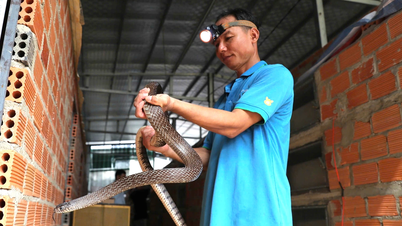 Raising reptiles gives you "goosebumps" looking at them, with a revenue of 4 billion VND/year