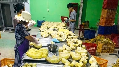 ดิ้นรนส่งออกทุเรียนแช่แข็งไปจีน