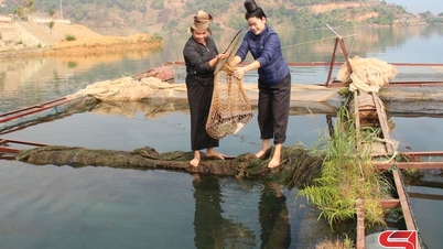 Phát triển nghề nuôi cá lồng