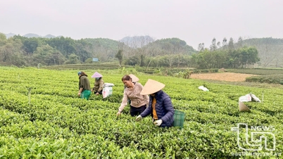Cấp mã số cho 3.000ha cây trồng