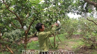 Ân Thi: Chuyển đổi hơn 767ha đất cấy lúa kém hiệu quả