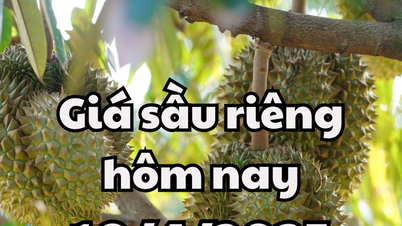 Giá sầu riêng hôm nay 10/4/2025 có mức giá cao nhất ở 180 nghìn đồng