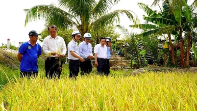 La comuna de Tan Hung cumple los criterios de un nuevo modelo de zona rural en producción.