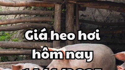 Giá heo hơi hôm nay 14/4/2025 3 miền tiếp tục tăng, miền Nam tăng nhiều điểm nhất