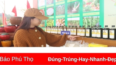 Lam Thao develops OCOP products