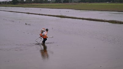 Buổi sớm bình dị trên đồng quê