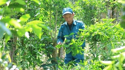 Trăn trở cây chè Cà Đam