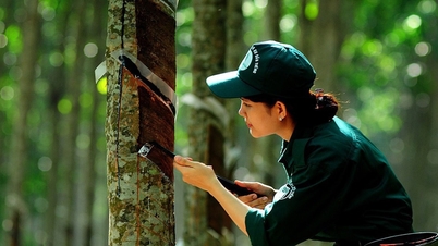 Giá cao su hôm nay 14/4: Tăng nhẹ ở các thị trường chính