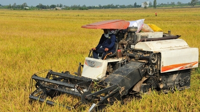 Rice price today April 14, 2025: Rice export price decreased