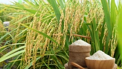 Giá lúa gạo hôm nay ngày 14/4: Lúa tươi giảm