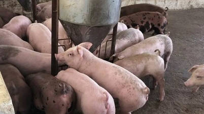 Giá heo hơi ngày 14/4/2025: Đà tăng mới liệu có khiến giá heo lập đỉnh?