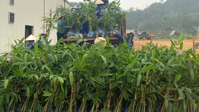 Yen Bai supports farmers in production according to value chain
