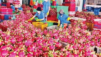 Thanh long bất ngờ soán ngôi 'vua' trái cây Việt Nam
