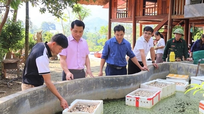 Hướng đi mới từ nghề nuôi ốc nhồi