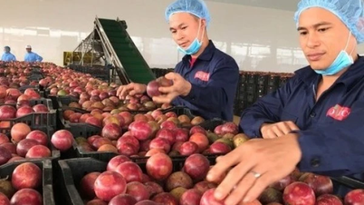 Khai thác FTA: Định hình nông nghiệp Việt Nam phát triển bền vững