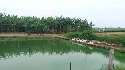 Dự án cầu Văn Ly: Vướng mặt bằng đường dẫn