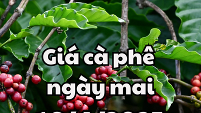 News, forecast of coffee prices tomorrow, April 15, 2025, continuing a new increase