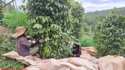 Pepper price today April 15: Decoding the No. 1 position of Vietnamese pepper