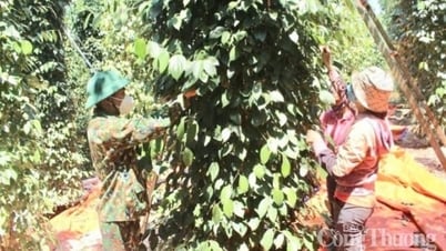 Forecast of domestic pepper price tomorrow, April 16, 2025, maintaining the upward trend