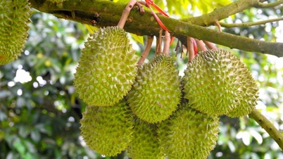 Giá sầu riêng hôm nay 15/4: Thị trường ổn định