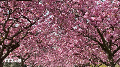 ตกหลุมรักกับดอกซากุระอันงดงามใน Greenwich Royal Park