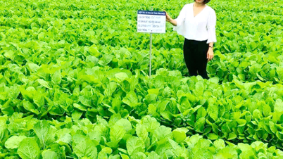 Nữ kỹ sư đam mê sản xuất rau sạch