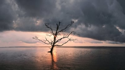 វៀតណាមចម្រុះពណ៌